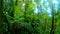 Green vegetation in Basse Terre jungle in Guadeloupe