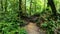 Green vegetation in Basse Terre jungle in Guadeloupe