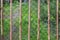 Green vegetation behind a double metal fence