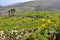 Green vegetation on fertile soil of spanish volcanic island lanzarote