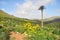 Green vegetation on fertile soil of spanish volcanic island lanzarote