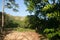 Green vegetation at sunrise, Asia