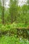 Green vegetation and swamp in the forest. Nature Landscape background on springtime day