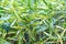 Green vegetative background (reed canarygrass)