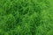 Green vegetative natural texture from ornamental plants
