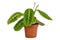 Green veined exotic `Maranta Leuconeura Lemon Lime` houseplant in flower pot on white background