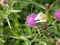 Green veined white butterflies, Pieris napi, mating stem.