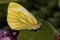 Green veined white butterfly.