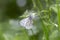 Green-veined white butterfly - detailed macro view. Green-veined white butterfly, Pieris napi, resting in a meadow on white flower