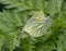 Green-veined White butterfly mating