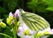 A Green-Veined White Butterfly - Pieris Napi