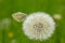 A green-veined white butterfly (pieris napi) on a blowball (taraxacum)