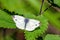 Green-veined White Butterfly - Pieris napi at rest with open wings.