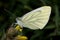 Green Veined White butterfly. Underside detail.