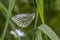 Green-veined white (Pieris napae)