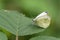 Green-veined white (Pieris napi)