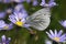 Green-veined White (Pieris napi) butterfly