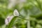 Green-veined white Pieris napi, family Pieridae.