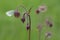 Green-veined white, Pieris napi resting on water avens, Geum rivale