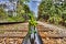 Green Velociraptor dinosaur walking on rail railroad tracks