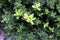 \\\'Green Velvet Boxwood\\\' cultivar of Chinese box (Buxus sinica), a shrub : (pix Sanjiv Shukla)