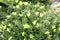 \\\'Green Velvet Boxwood\\\' cultivar of Chinese box (Buxus sinica), a shrub : (pix Sanjiv Shukla)