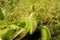 Green Venus flytrap, carnivorous plant