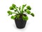 Green venus flytrap plant in a small black pot
