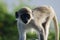 Green Vervet Monkey (Chlorocebus pygerythrus)