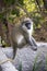 Green vervet monkey in Gambia, West Africa