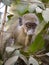 Green vervet monkey in Gambia, West Africa