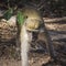 Green vervet monkey in Gambia, West Africa