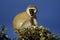 Green vervet monkey, Serengeti