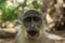 Green Vervet Monkeys in Bigilo forest park, The Gambia