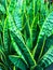 Green and very lively plants in a flower shop.