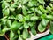 Green and very lively plants in a flower shop.