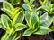 Green and very lively plants in a flower shop.