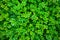 Green vibrant boxwood bush texture in garden