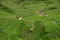 Green vibrant pasture. Barn with thatched roof