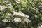 Green viburnum bush with white tassels of flower on it