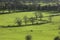 Green view - meadows, Peak District, England, the UK.