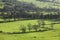 Green view - meadows and trees, Peak District, the UK.