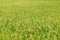 Green view of paddy rice field in Sekinchan Selangor.