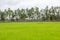 Green view of paddy rice field in Sekinchan Selangor