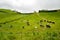 Green Villa Franca meadows in Sao Miguel Island of Azores