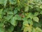 Green vine with black and red berries and thorns