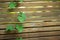 Green vine leaves growing on horizontal wooden fence