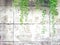 Green vine, liana or creeping plant on old white cement or grunge abstract wall background with copy space