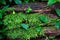 Green vine and moss on moist wood