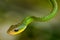 Green Vine Snake